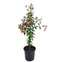 Bild von KP21 Fuchsia stam div Stam